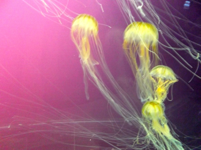 Jellyfish, Shedd Aquarium